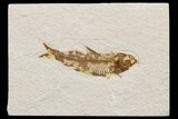 Detailed Fossil Fish (Knightia) - Wyoming #174661-1